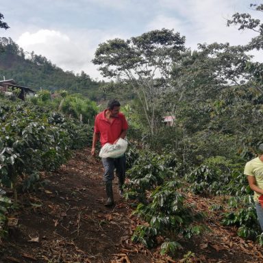 honduras central america coffee planters in field