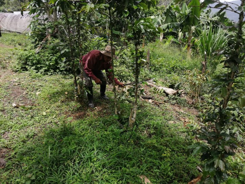 honduras coffee farmers august 2020