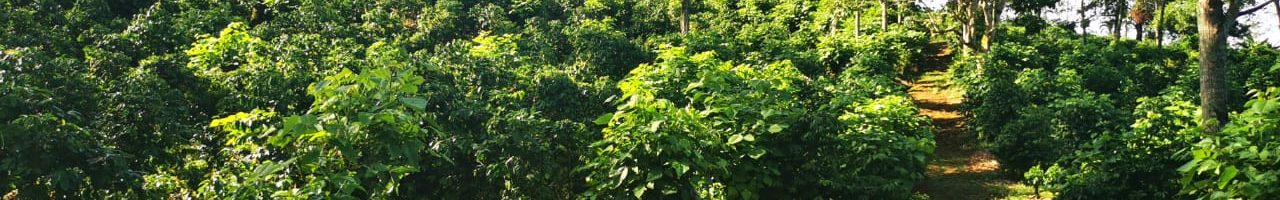 hondurasa coffee farm august 2020