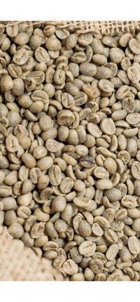 green coffee beans for sale