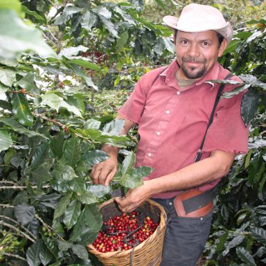 coffee picker harvesting coffee beans from honduras