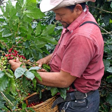 coffee picker harvesting coffee in honduras