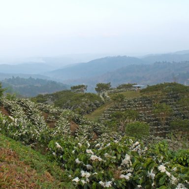 joels farm with coffee in bloom