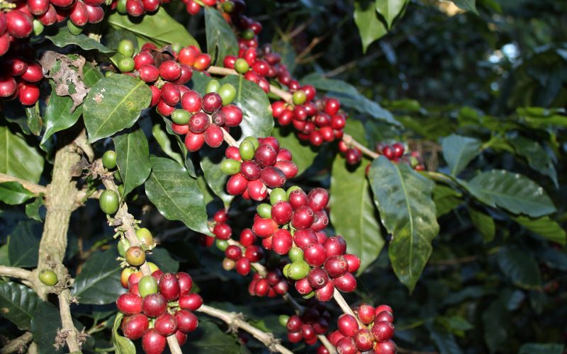 2 farm to cup coffee ripe coffee cherries